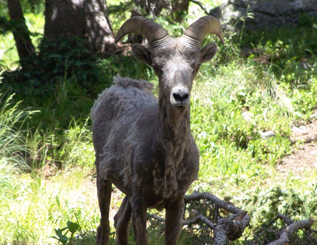 Bighorn sheep 7